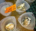 containers with oyster larvae samples for testing in the lab.